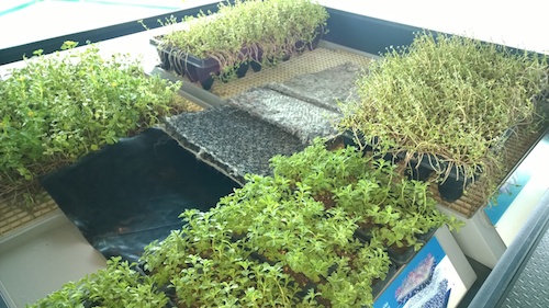 Ford Rouge Plant Living Roof Section