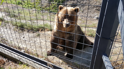 Grizzly Bear BC Wildlife Park Kamloops